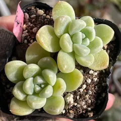 多肉植物つぶつぶ屋さん♡おもち❤︎抜き苗(根付き)