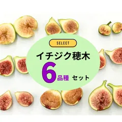 2026年最新】いちじく 穂木の人気アイテム - メルカリ