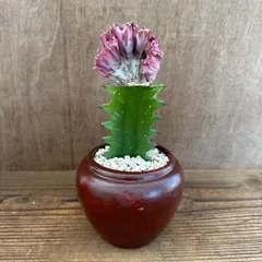 ★リメイク鉢★ ユーフォルビア マハラジャ 現品 ダークレッド鉢 Euphorbia lactea  帝錦 夕焼けサンゴ 接ぎ木 接木   観葉植物 観葉 植物 珍奇植物 珍奇 珍しい レア 希少 多肉植物 多肉 カクタス おうち時間 グリーン アートプランツ