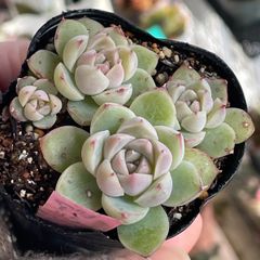 多肉植物♡アルバビューティー❤︎抜き苗(根付き) - メルカリ