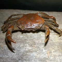 金属工芸品 カニ 450g - メルカリ