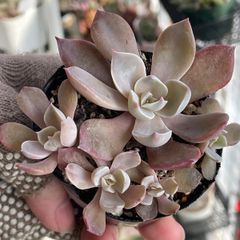 多肉植物♡花火❤︎抜き苗(根付き) - メルカリ