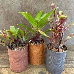 2026年最新】珍しいタンクブロメリアの人気アイテム - メルカリ