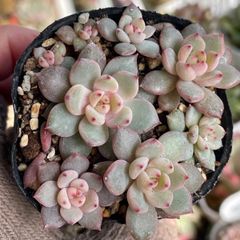 多肉植物♡花火❤︎抜き苗(根付き) - メルカリ