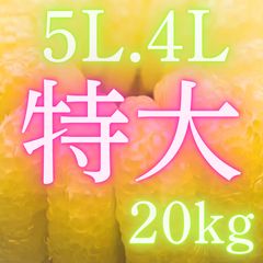 文旦 水晶文旦 みかん 好きに 235 - メルカリ