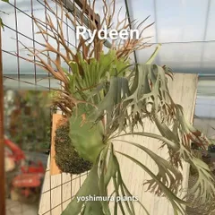 2026年最新】ライディーン ビカクシダの人気アイテム - メルカリ