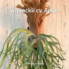 2026年最新】コロナリウムの人気アイテム - メルカリ