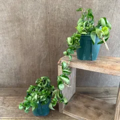 【サンプル】ホヤ カルノーサ コンパクタ 1個 Hoya carnosa compacta サクララン 桜蘭 観葉植物 観葉 植物 珍奇植物 珍奇 珍しい ハンギングにおすすめ インテリア プレゼント おしゃれ かわいい グリーン