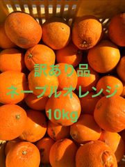 残りわずか！訳あり品 静岡県産ネーブルオレンジ10kg