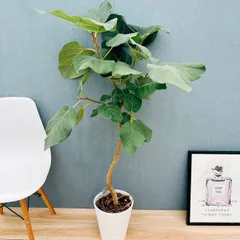 2026年最新】フィカス エベレストの人気アイテム - メルカリ