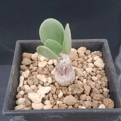 2026年最新】オトンナの人気アイテム - メルカリ