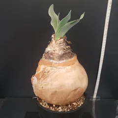 2026年最新】ブーファンの人気アイテム - メルカリ