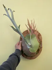 2026年最新】akki ビカクシダの人気アイテム - メルカリ