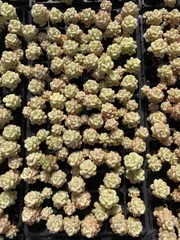 新入荷　タンゴニシキ　鮮やかな72苗セット　土と根付き　多肉植物　エケベリア　セダム　韓国苗　詰め合わせ　寄せ植え　X4
