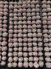 新入荷　スターオレンジ　鮮やかな105苗セット　土と根付き　多肉植物　エケベリア　セダム　韓国苗　詰め合わせ　寄せ植え　X24