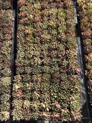 新入荷　ハロウィーン　鮮やかな105苗セット　土と根付き　多肉植物　エケベリア　セダム　韓国苗　詰め合わせ　寄せ植え　X42