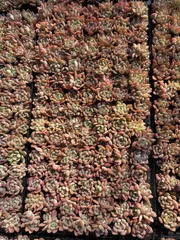 新入荷　オールスター　鮮やかな105苗セット　土と根付き　多肉植物　エケベリア　セダム　韓国苗　詰め合わせ　寄せ植え　X72