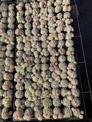 新発売 X69 セツガン 105苗セット 土と根付き 多肉植物 エケベリア