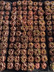 新発売 X23 ロビン 105苗セット 土と根付き 多肉植物 エケベリア 韓国