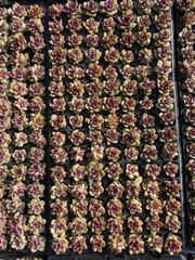 新発売 X62 センセーション 105苗セット 土と根付き 多肉植物