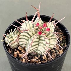 多肉植物 ユーホルビア ゼブラホリダ カキコ自根 - メルカリ
