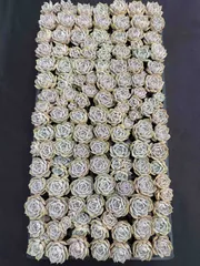 2026年最新】ルナレン多肉植物の人気アイテム - メルカリ