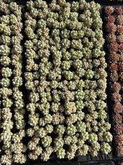 新入荷 ミルクティー 鮮やかな105苗セット 土と根付き 多肉植物