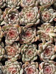 新入荷 ブラックナイト 鮮やかな105苗セット 土と根付き 多肉植物