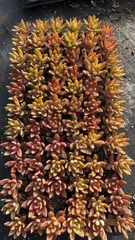 新入荷　プディンBグレード　鮮やかな72苗セット　土と根付き　多肉植物　エケベリア　セダム　韓国苗　詰め合わせ　寄せ植え　X171