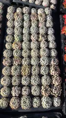 新入荷　ヒョウバイBグレード　鮮やかな72苗セット　土と根付き　多肉植物　エケベリア　セダム　韓国苗　詰め合わせ　寄せ植え　X173