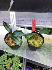 Bidayuha crassispatha Kalimantan Barat - メルカリ