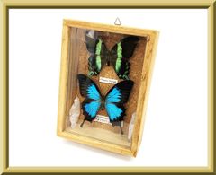 蝶 標本 額装 Papilio blumei オオルリオビアゲハ - メルカリ