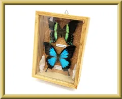 2026年最新】オオルリオビアゲハの人気アイテム - メルカリ