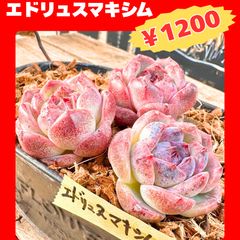 センペルビウム・フェイム モンストローサ 美苗 子株4個付き - メルカリ