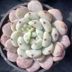 XY103　ユキヅメ　10株　佐川にて発送　韓国苗　多肉植物　抜き苗　エケベリア 即購入可