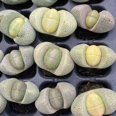 XY139　ゲンホウ　10株　佐川にて発送　韓国苗　多肉植物　土根付き　エケベリア 即購入可