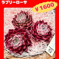 No100 ラレガ×ブルーサプライズ 抜き苗 発送方法① 多肉 - メルカリ