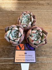 充実苗❣️☆多肉植物 フローレンス錦 エケベリア 韓国苗☆ - メルカリ