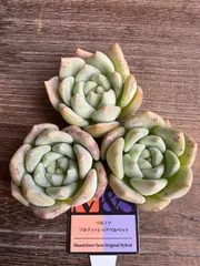 取り扱い店限定 M&S苗★多肉植物 エケベリア   ベルノア(ソルティ×レッドベルベット) 韓国苗★