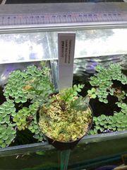 Bidayuha crassispatha Kalimantan Barat - メルカリ