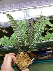 Bidayuha crassispatha Kalimantan Barat - メルカリ