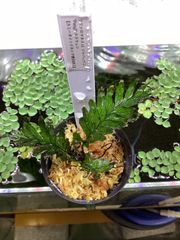 Bidayuha crassispatha Kalimantan Barat - メルカリ