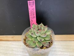 多肉植物 ロンミュール まぱさん クローン苗 - メルカリ