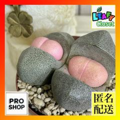 多肉植物　[傷み有り]メセン プレイオスピロス 令和の桃太郎 2.5号(個体おまかせ1鉢)　インテリアグリーン 室内園芸 おしゃれ 可愛い かわいい(506809)