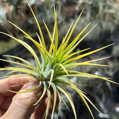 現品＊ 特大株＊ チランジア イオナンタ ドルイド スモーホワイト Tillandsia ionantha Druid "Sumo White"＊エアプランツ＠フラワーショップ江口