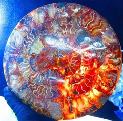 2026年最新】オウムガイ 化石の人気アイテム - メルカリ