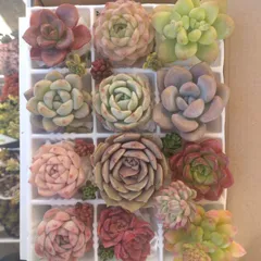 多肉植物　寄せ植えセット　詰め合わせ　カット苗　エケベリア