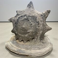 カタツムリ化石 鉱物標本 天然石 原石 置物 - メルカリ