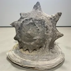 2026年最新】トウカムリの人気アイテム - メルカリ