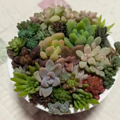 多肉植物　カット苗　紅葉ちび苗寄せ植えセット　15